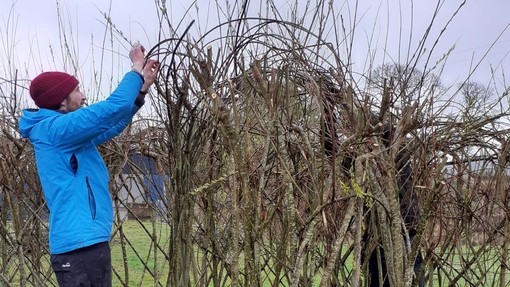 Two men bend stems in a woven hedge of willow branches into new positions.